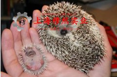  FeNi50铁镍定膨胀玻封合金冶标的松泊比